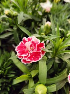 dianthus_floricoltura_roncador_valentino_01