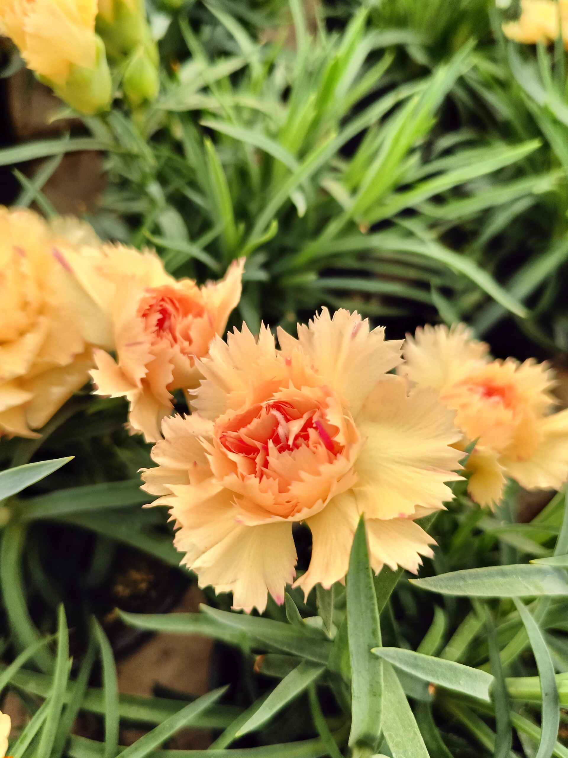 dianthus_floricoltura_roncador_valentino_02
