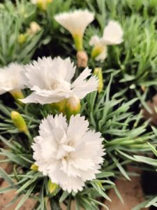 dianthus_floricoltura_roncador_valentino_03
