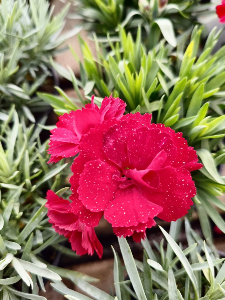 dianthus_floricoltura_roncador_valentino_04