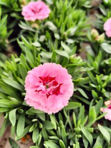 dianthus_floricoltura_roncador_valentino_05