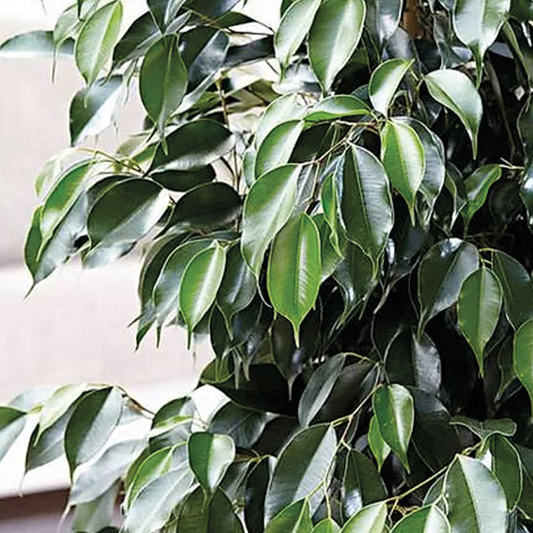 Ficus piante da appartamento Floricoltura Roncador Valentino