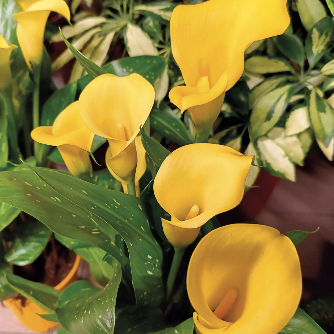Fiori per la casa da appartamento piante da interno e balcone Floricoltura Roncador Valentino
