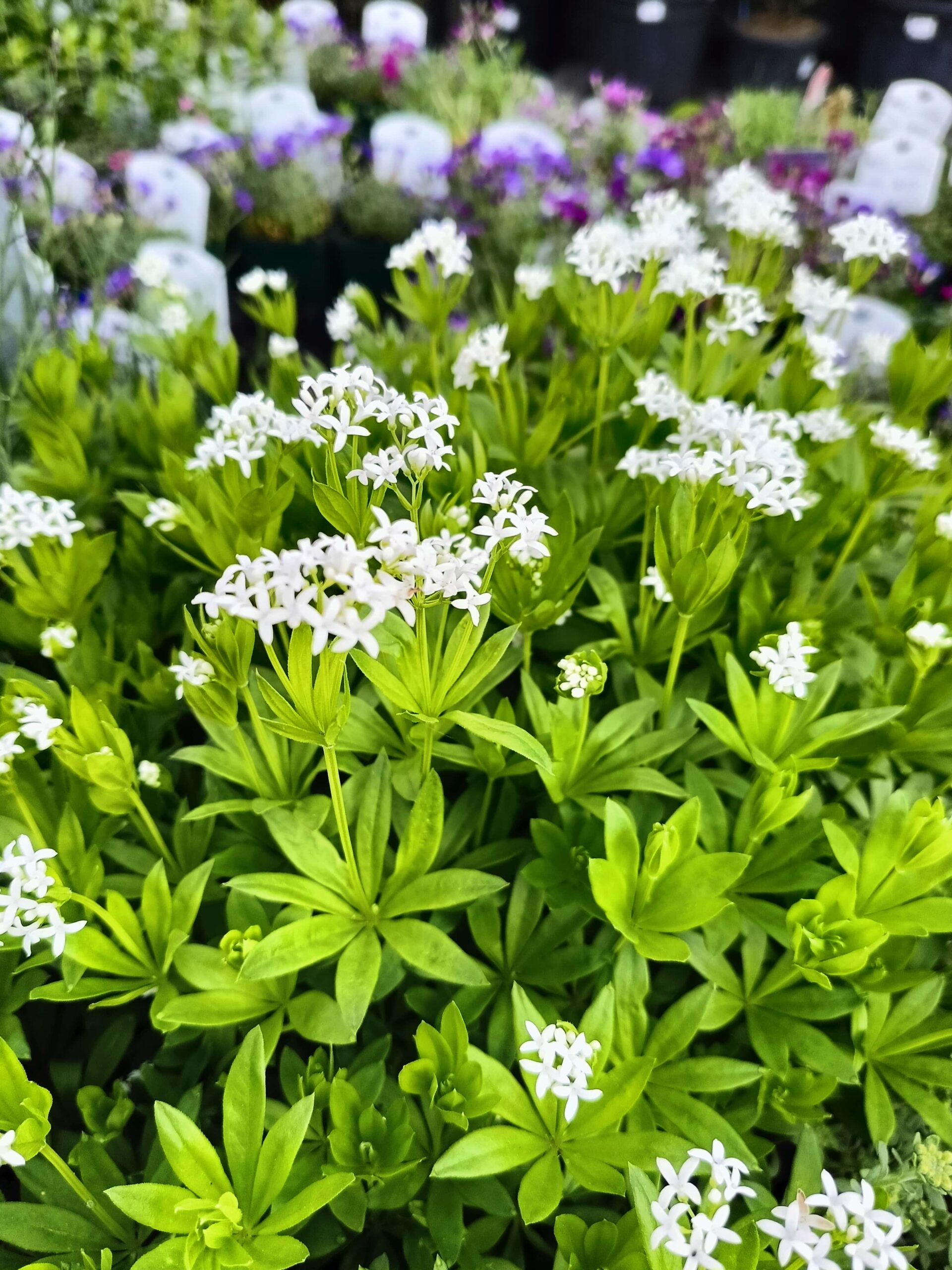 galium-odoratum-asperula-floricoltura-roncador-valentino-1