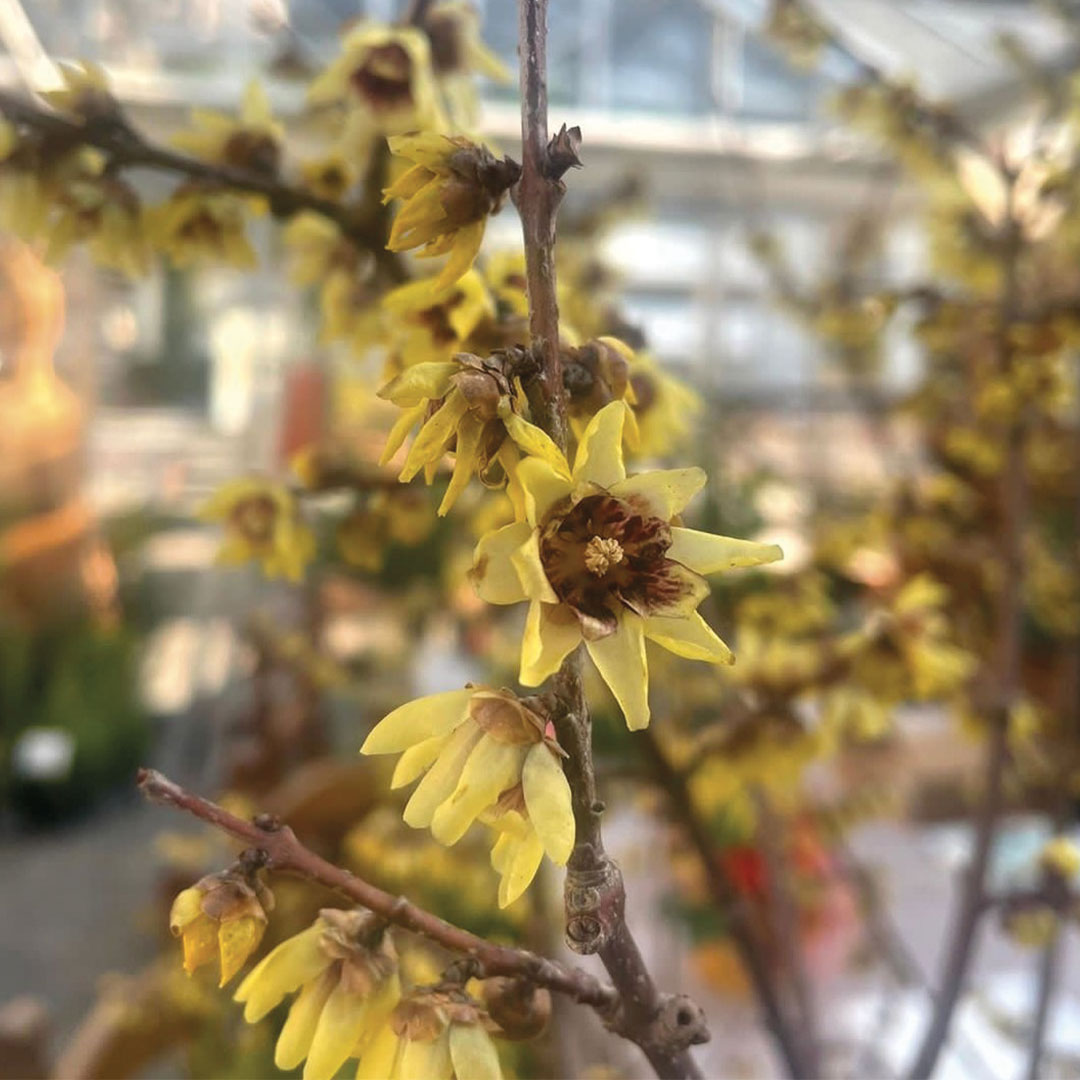 Giardino d'inverno piante da fiore garden center Floricultura Roncador Valentino