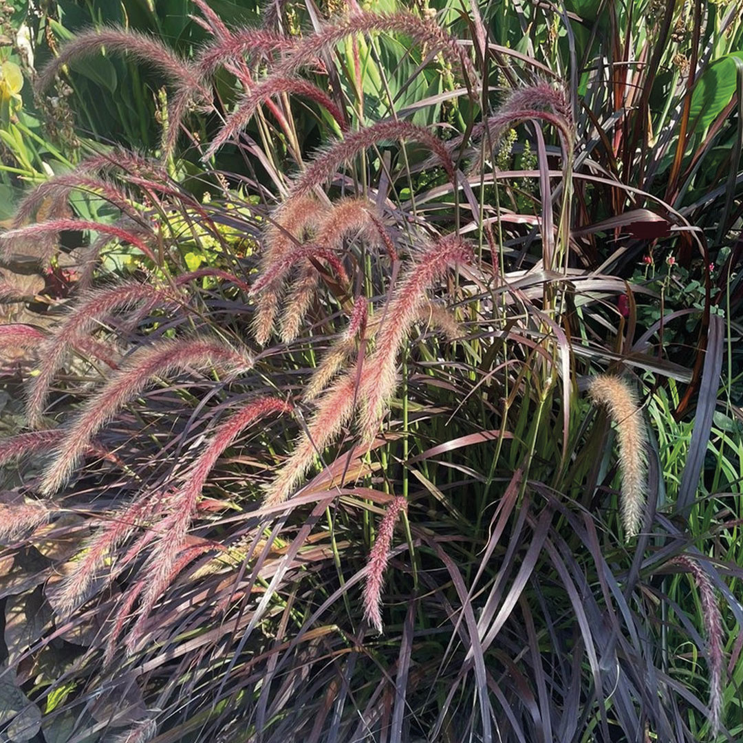 Graminacee ed erbe ornamentali alberi da giardino Floricotura Roncador Valentino