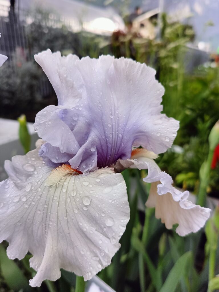 Iris barbata Adoregon_Floricoltura Roncador Valentino_3