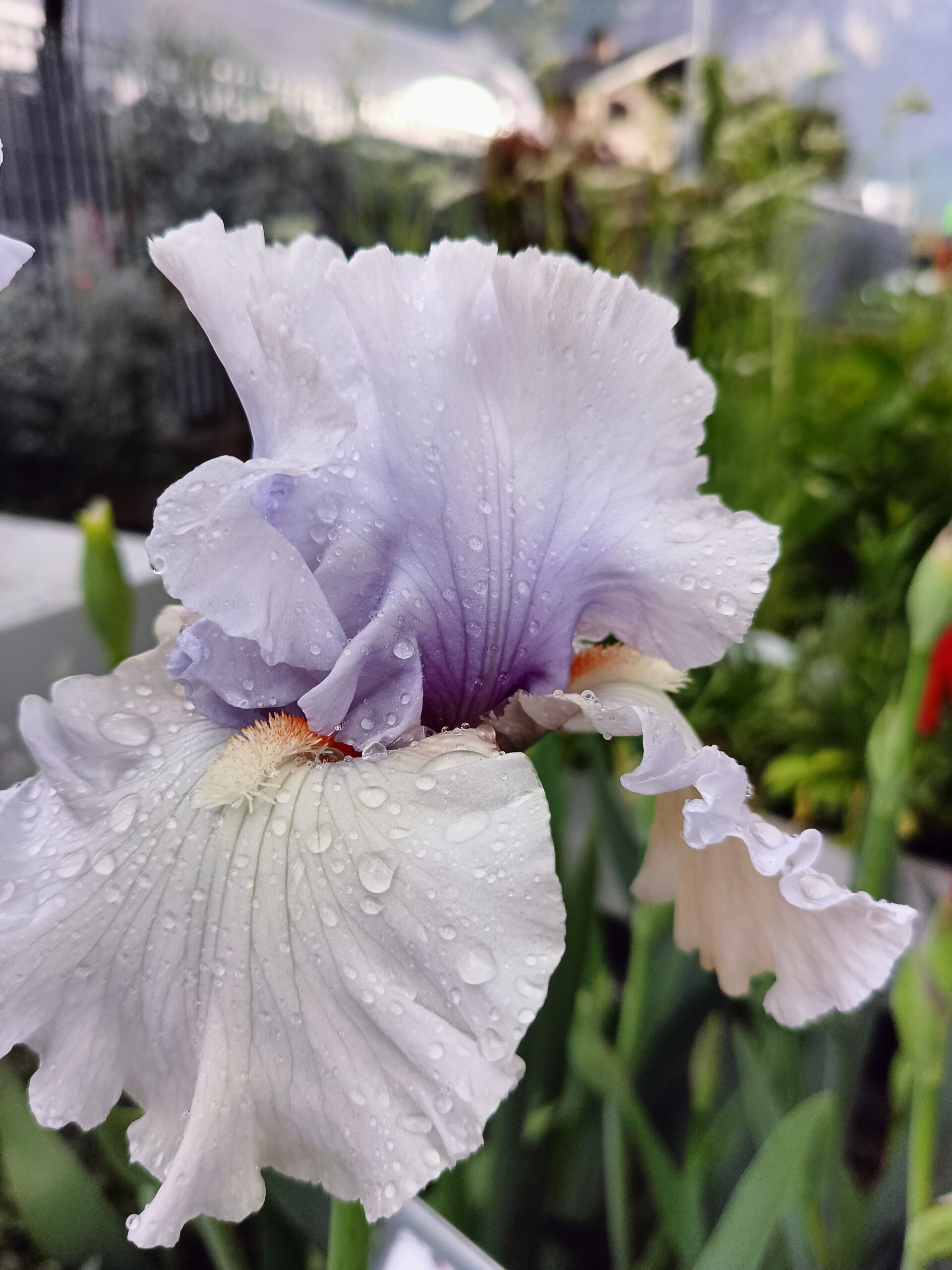 Iris barbata Adoregon_Floricoltura Roncador Valentino_3