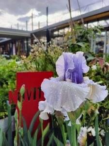 Iris barbata Adoregon_Floricoltura Roncador Valentino_1