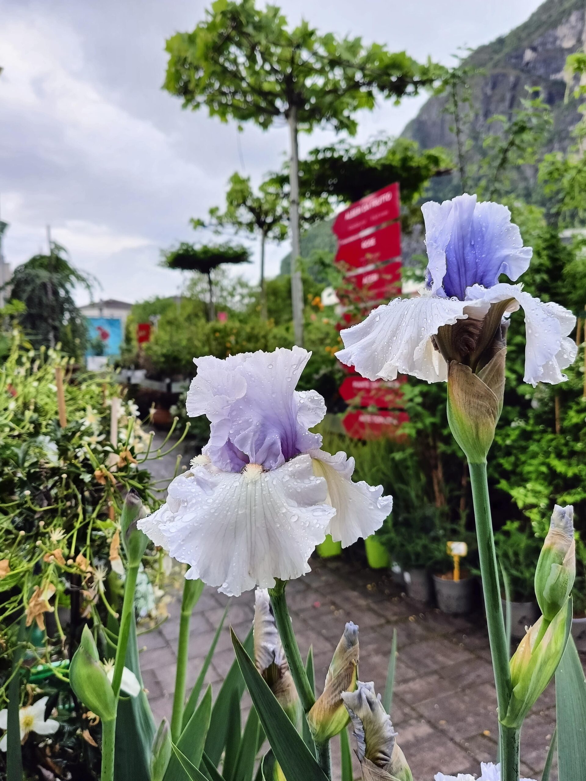 Iris barbata Adoregon_Floricoltura Roncador Valentino_2