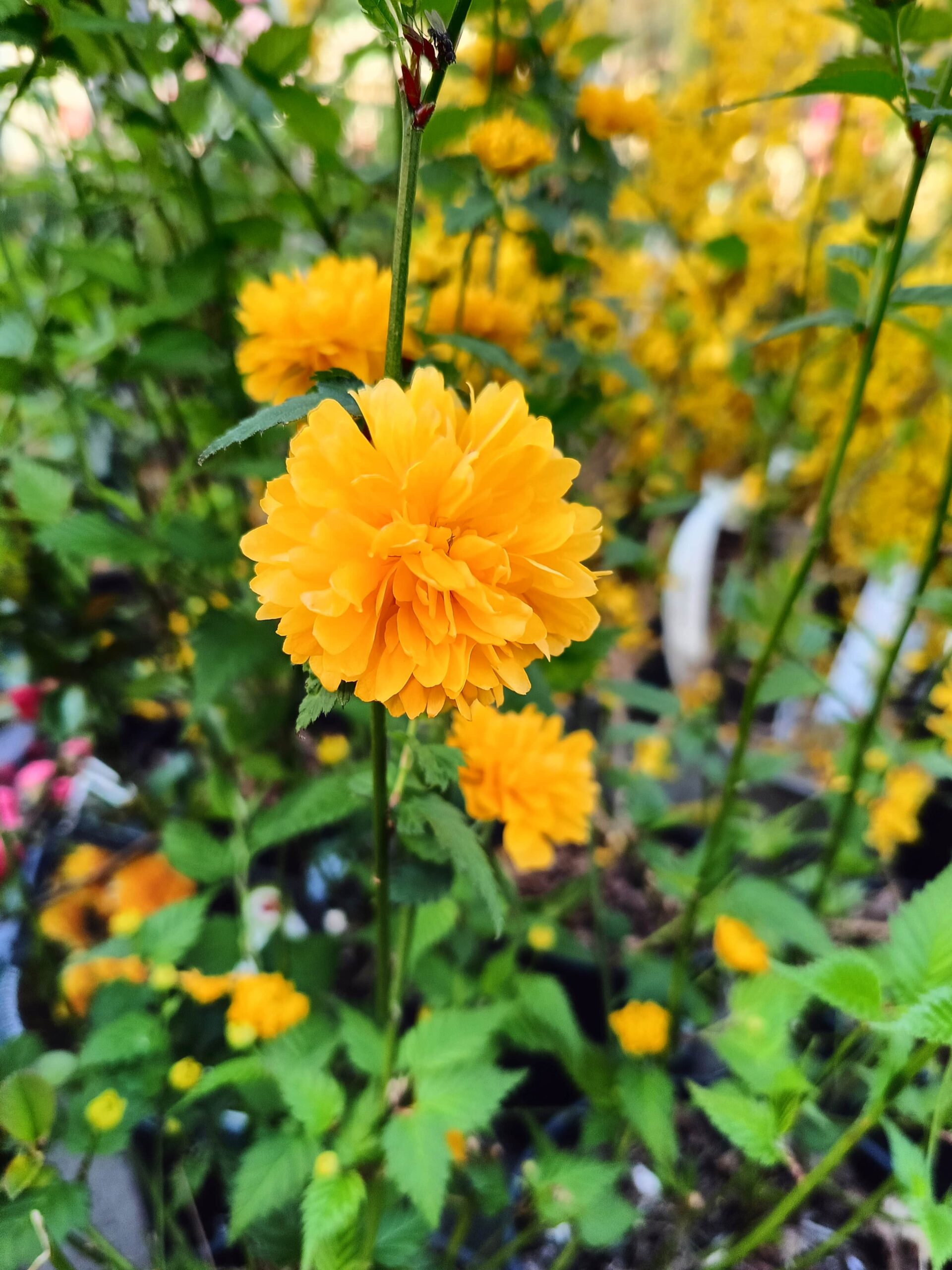 Kerria japonica Pleniflora_Floricoltura Valentino Roncador