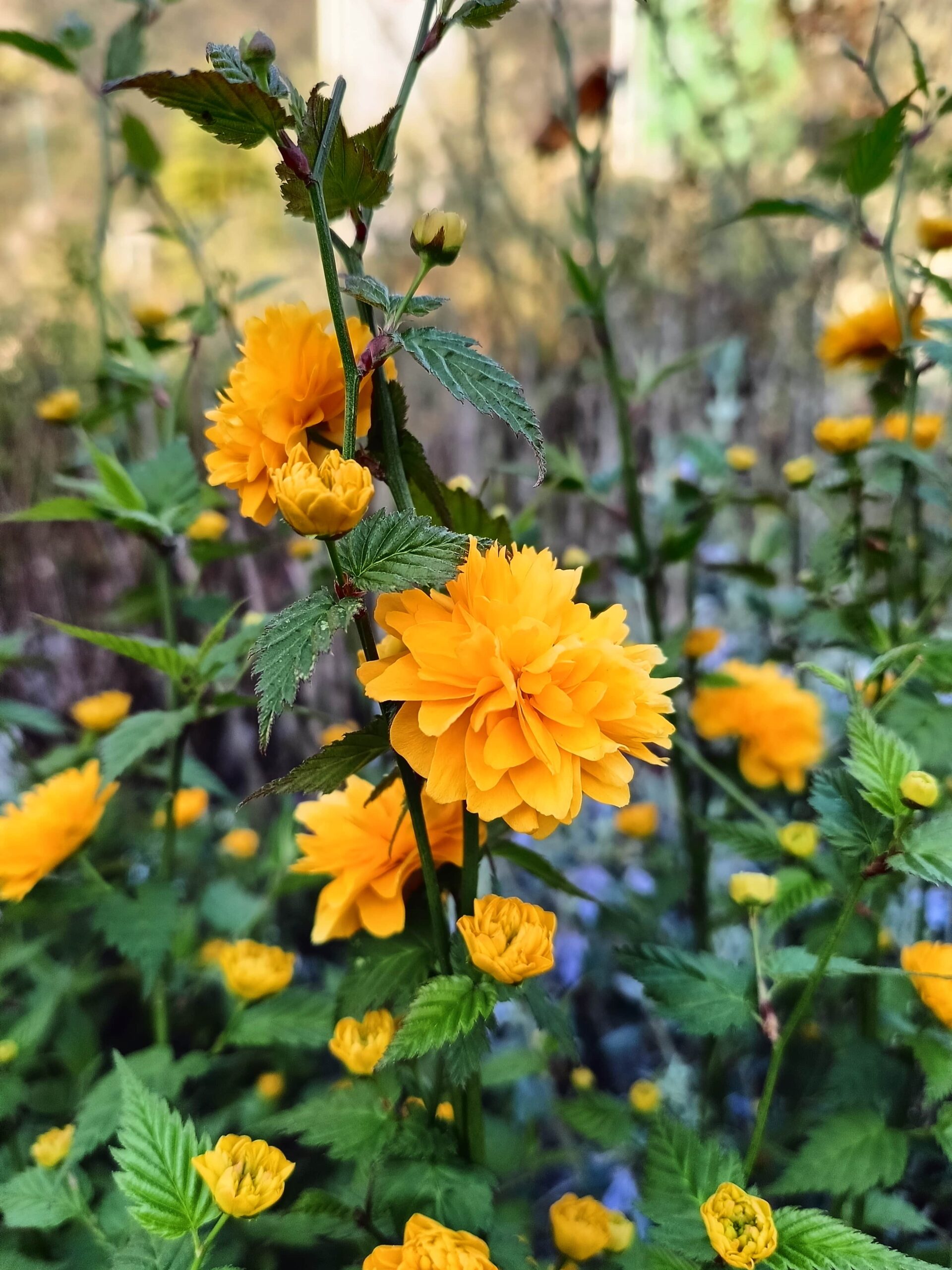 Kerria japonica Pleniflora_Floricoltura Valentino Roncador_2