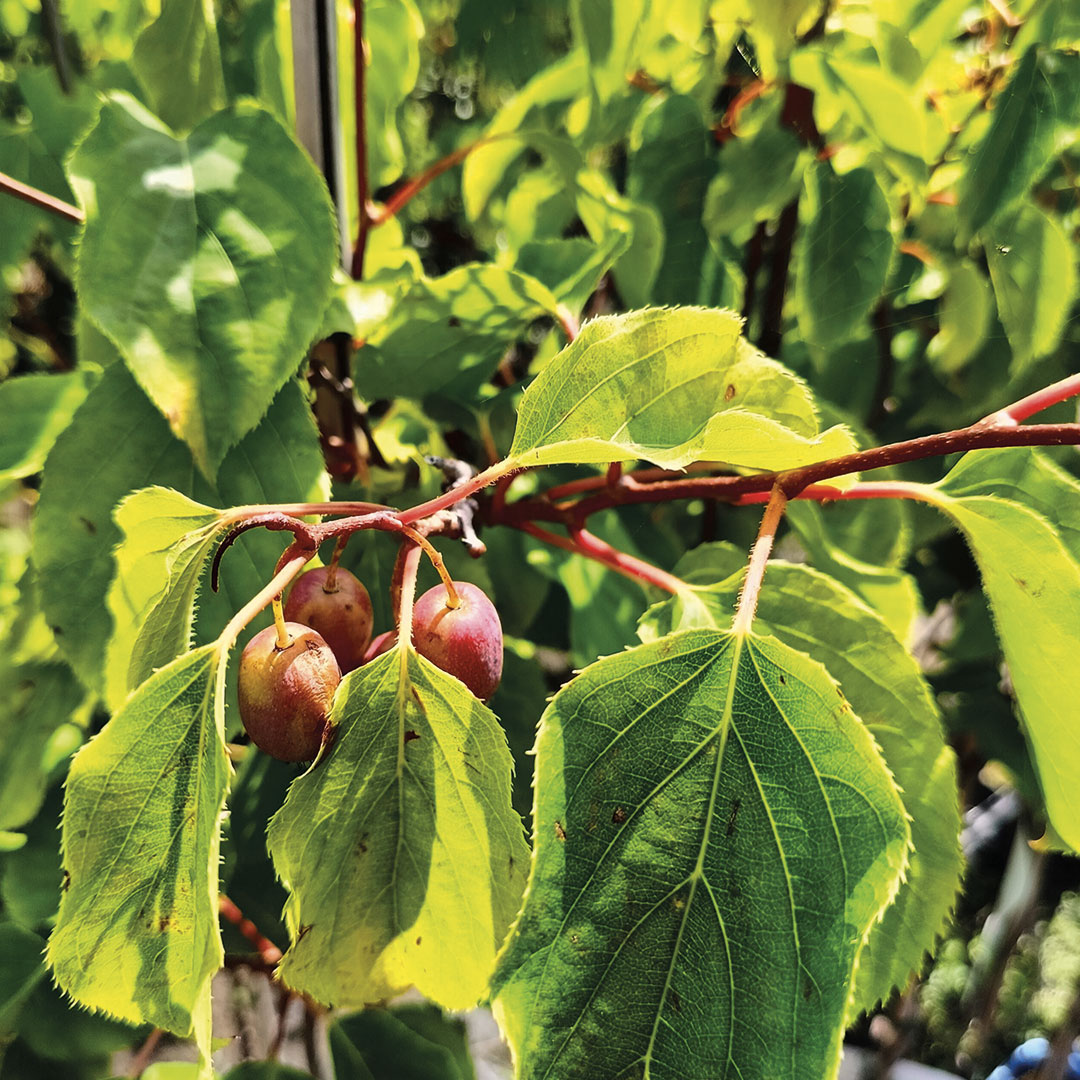 Kiwi e piccoli frutti garden center Floricoltura Roncador Valentino