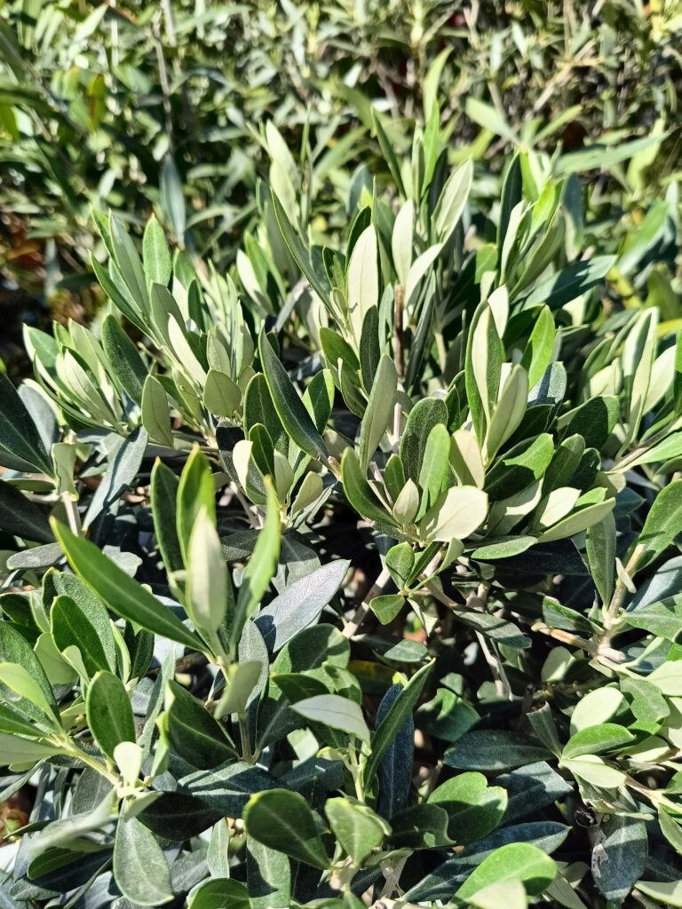 Olea europaea Cipressino_Pasqua_Floricoltura Roncador Valentino_1