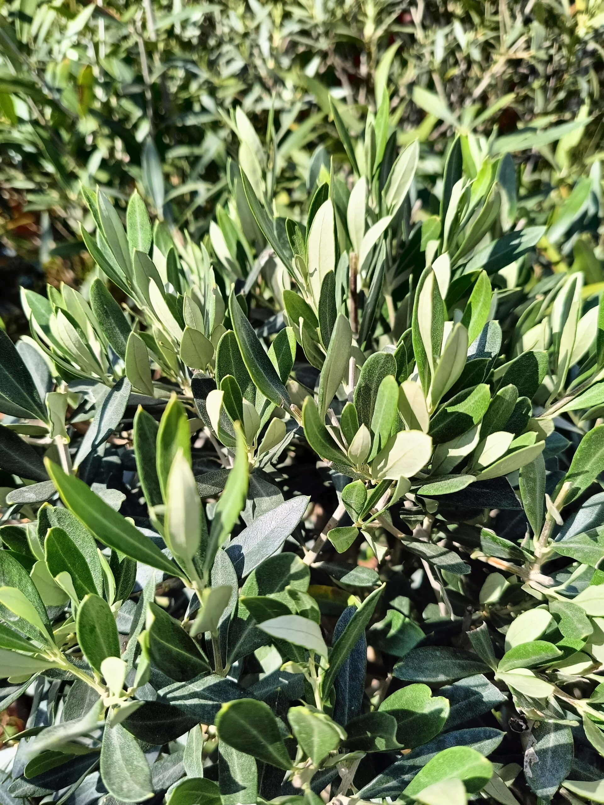 Olea europaea Cipressino_Pasqua_Floricoltura Roncador Valentino_1