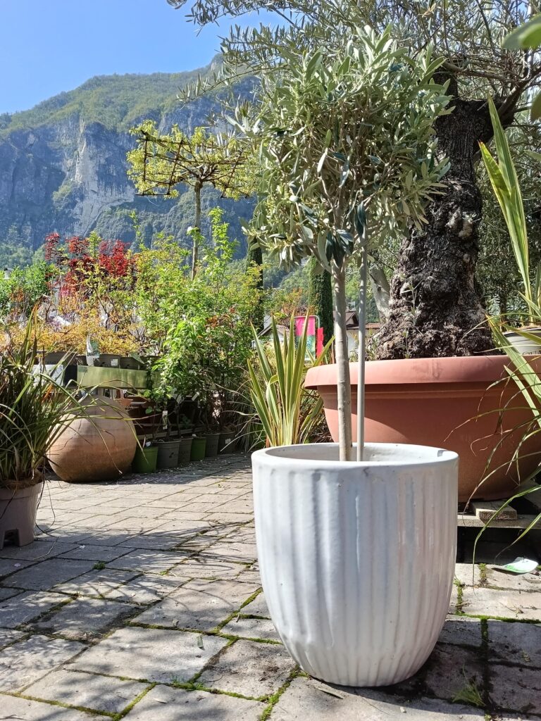 Olea europaea Cipressino_Pasqua_Floricoltura Roncador Valentino_3