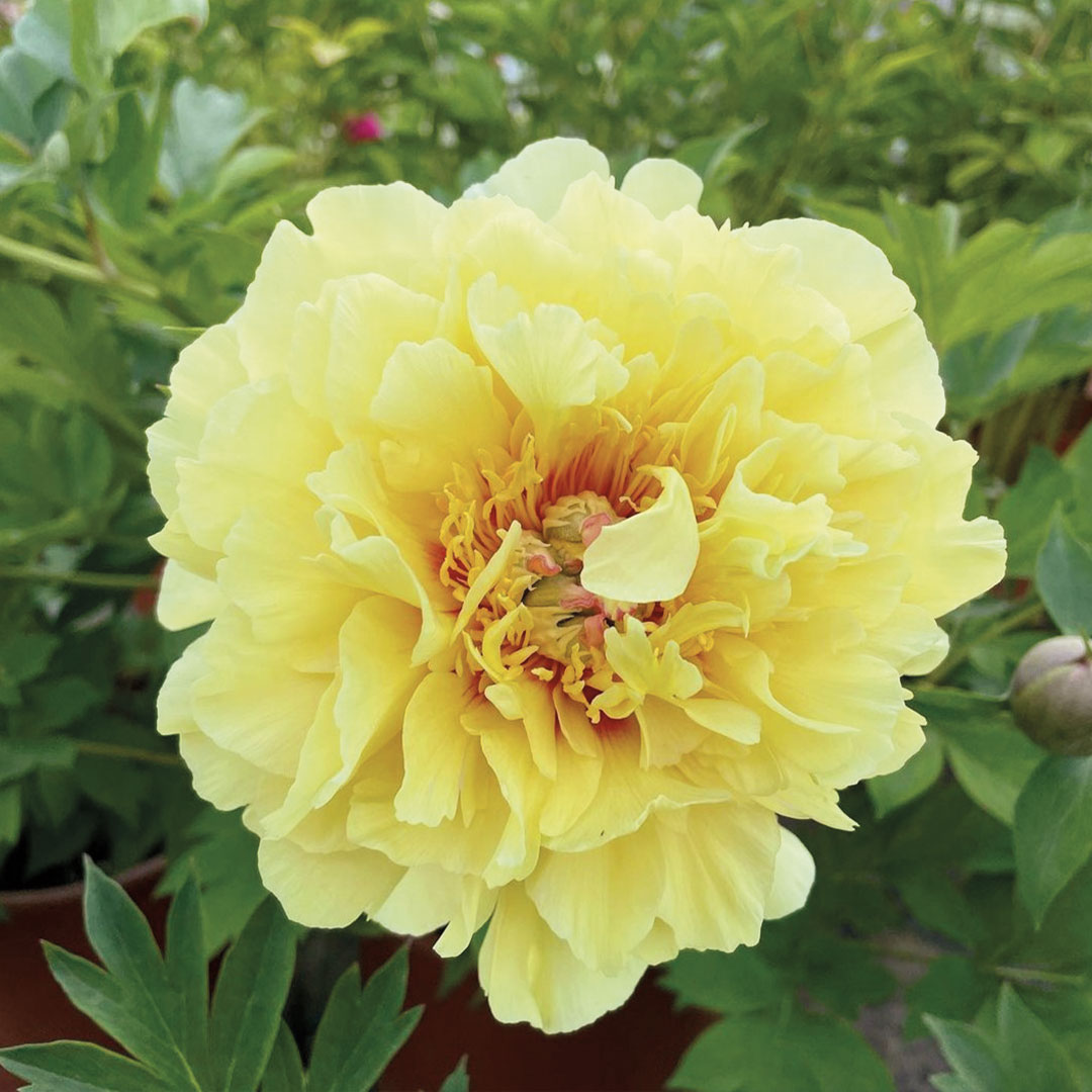 Peonie piante da fiore garden center Floricultura Roncador Valentino