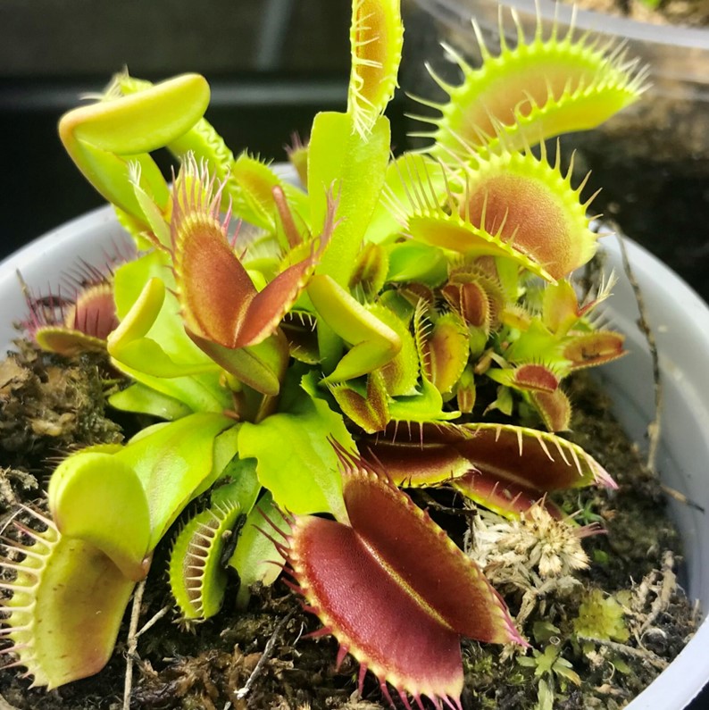 Piante carnivore piante da interno e balcone Floricoltura Roncado Valentino