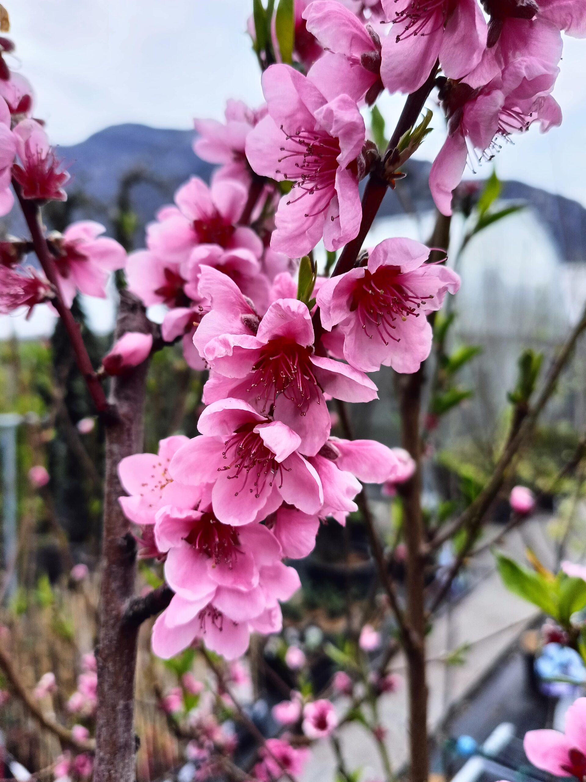 prunus_persica_cardinal_floricoltura_roncador_valentino_1