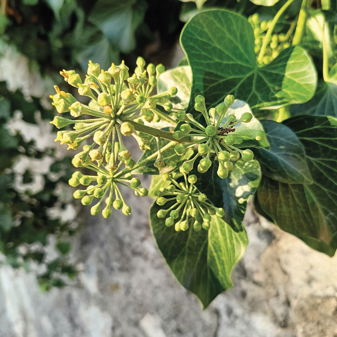 Rampicanti a foglia alberi da giardino Floricotura Roncador Valentino
