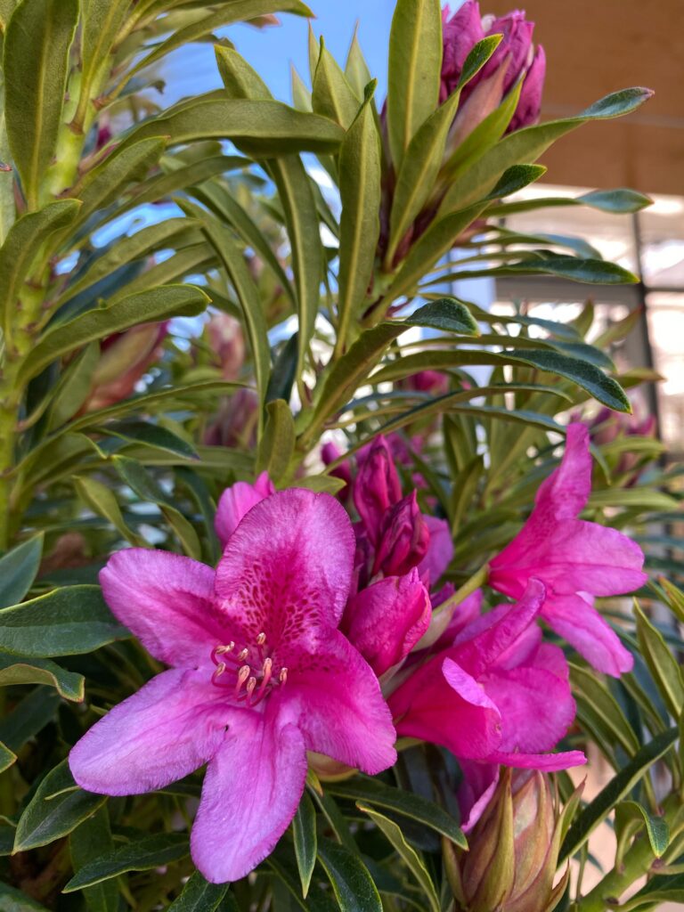 rhododendron-grazeasy-dark-pink-floricoltura-roncador-valentino-1.jpg