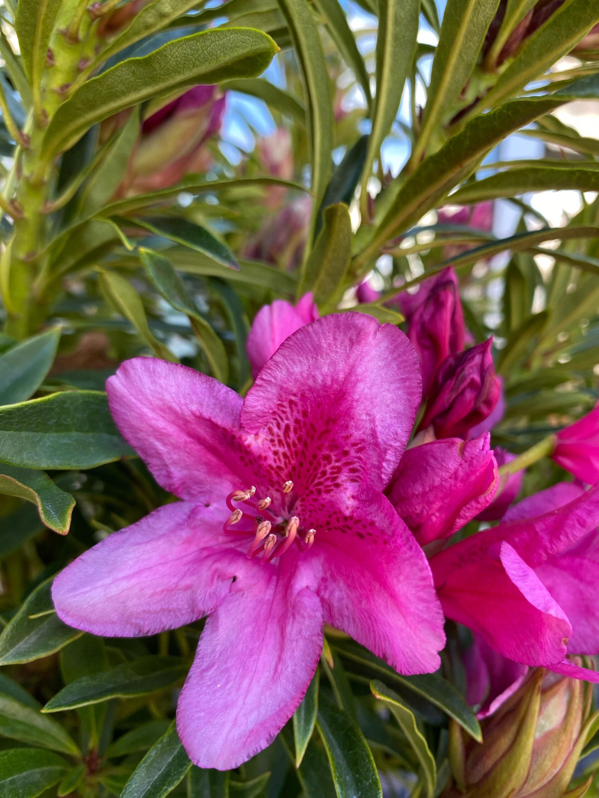 rhododendron-grazeasy-dark-pink-floricoltura-roncador-valentino-2.jpg