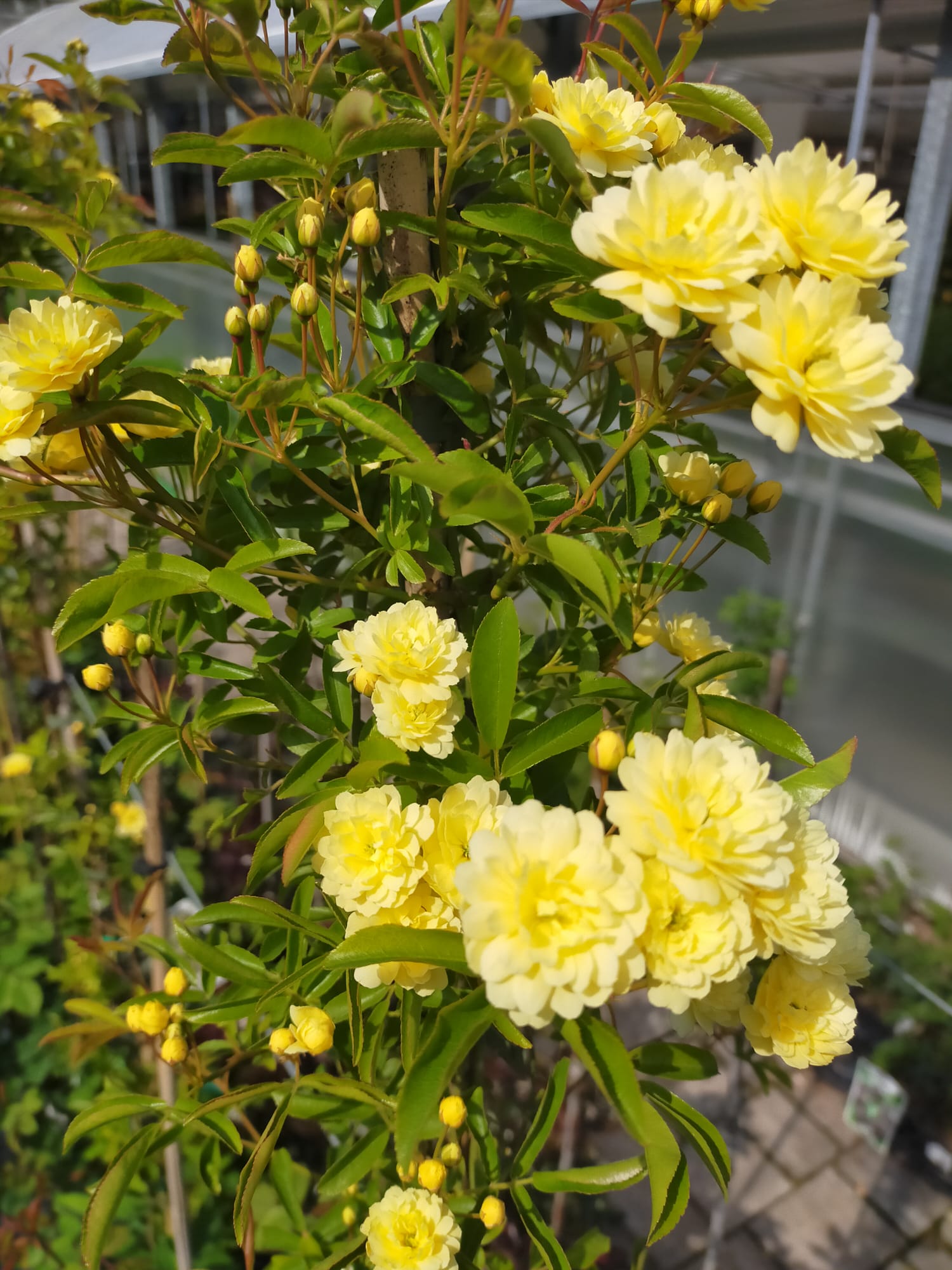 Rosa banksiae lutea_Rose rampicanti_Rosa meranese_Floricoltura Roncador Valentino_2