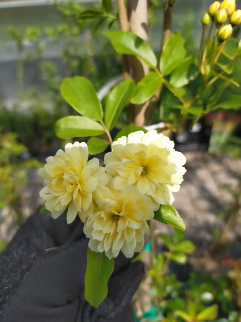 Rosa banksiae lutea_Rose rampicanti_Rosa meranese_Floricoltura Roncador Valentino_1