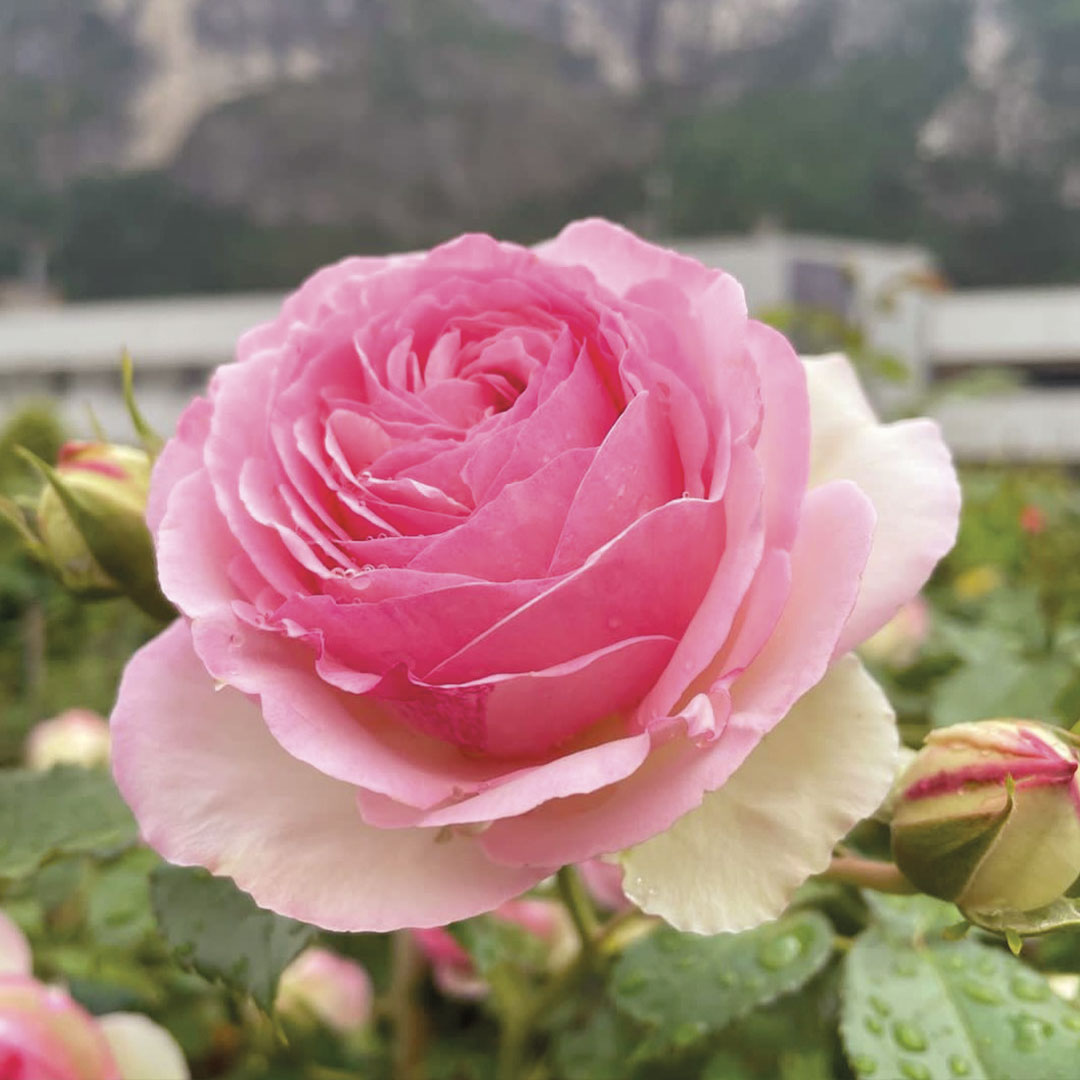 Rose piante da fiore garden center Floricultura Roncador Valentino