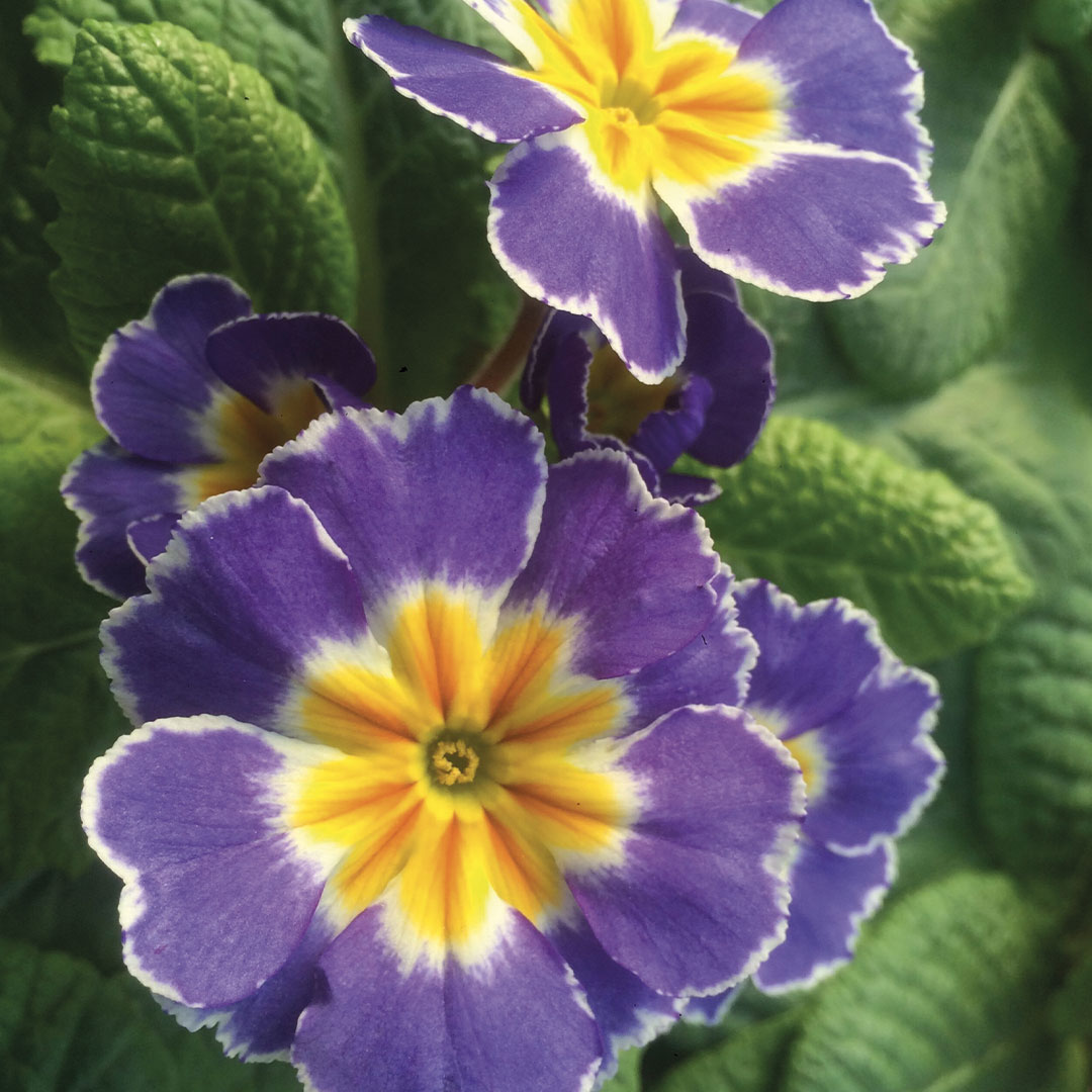 Stagionali primaverili piante da interno e balcone Floricoltura Roncador Valentino