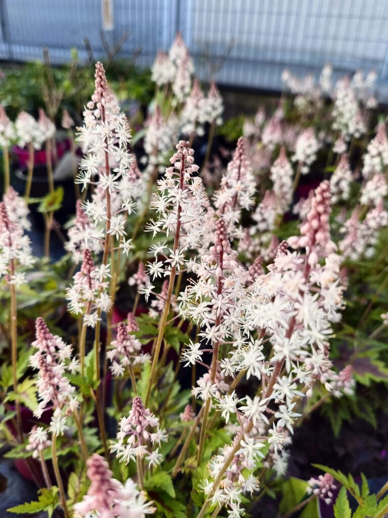 Tiarella Sugar and Spice_Giardino da ombra_Floricoltura Roncador Valentino_1