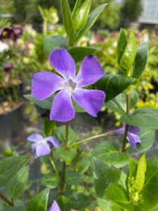 vinca-major-floricoltura-roncador-valentino-1