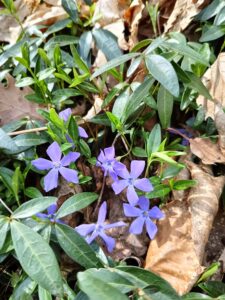 vinca-major-floricoltura-roncador-valentino-2