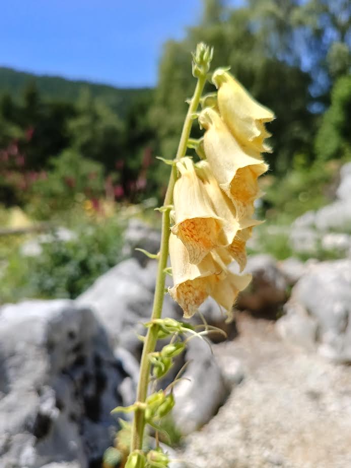 Digitalis lutea_Floricoltura Roncador Valentino_1