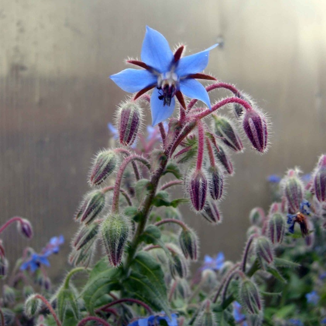 Borago officinalis_Borragine_Orto alpino_Floricoltura Roncador Valentino_1