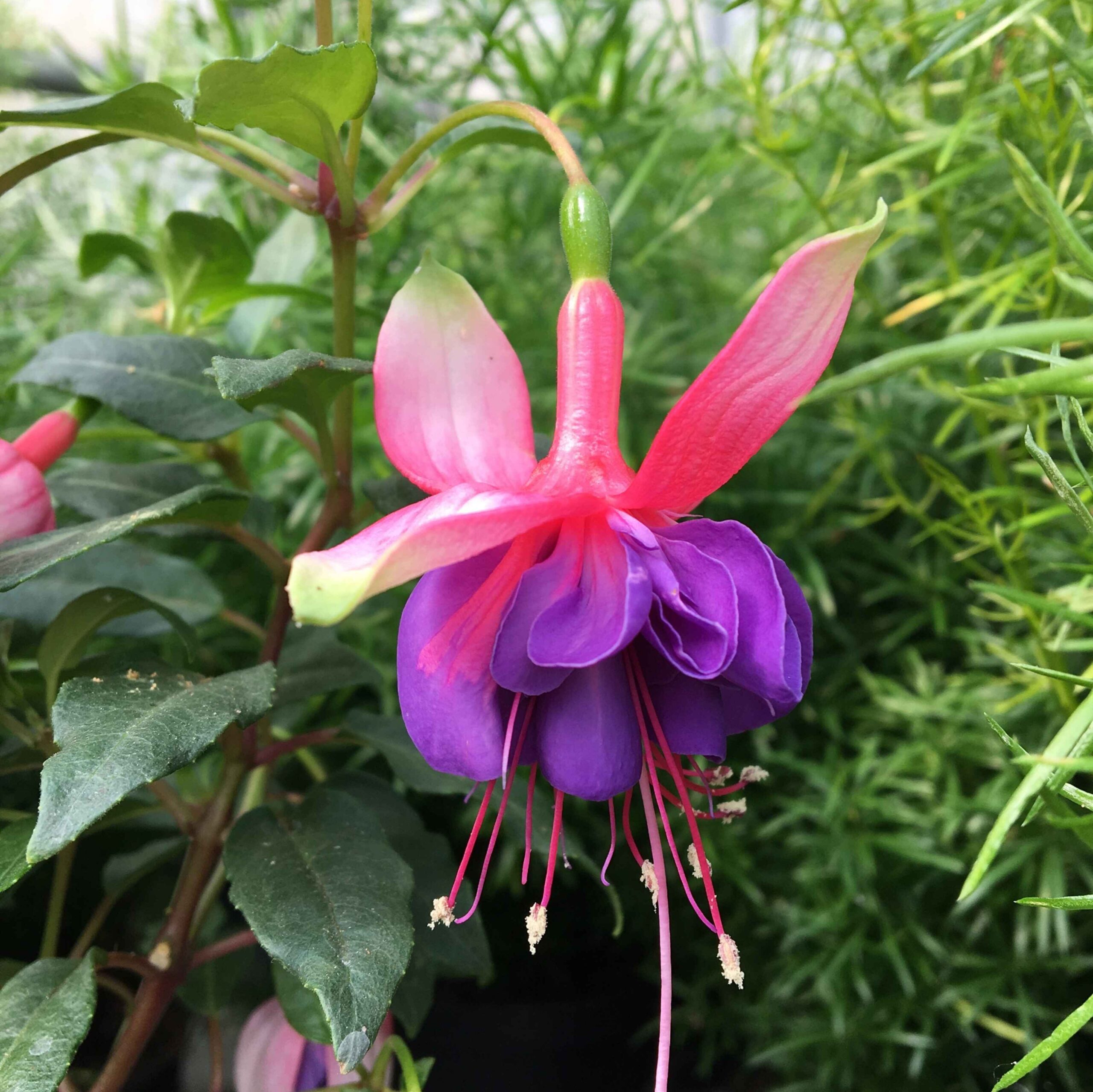 Scopriamo i segreti della Fuchsia, la regina del terrazzo d’ombra