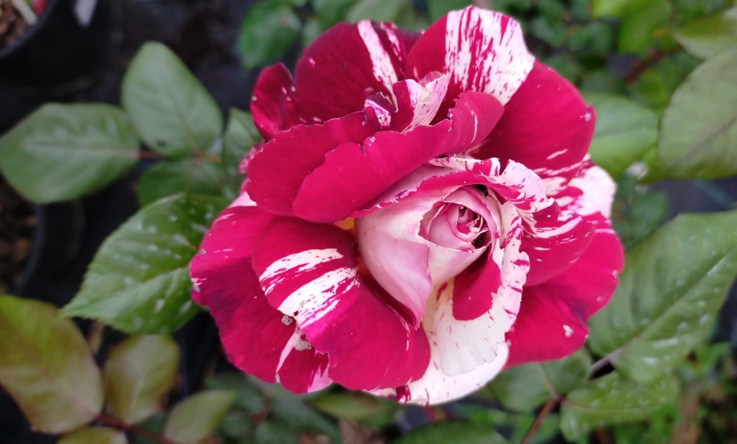 “La regina del giardino”: finalmente disponibile il nostro manuale sulle rose