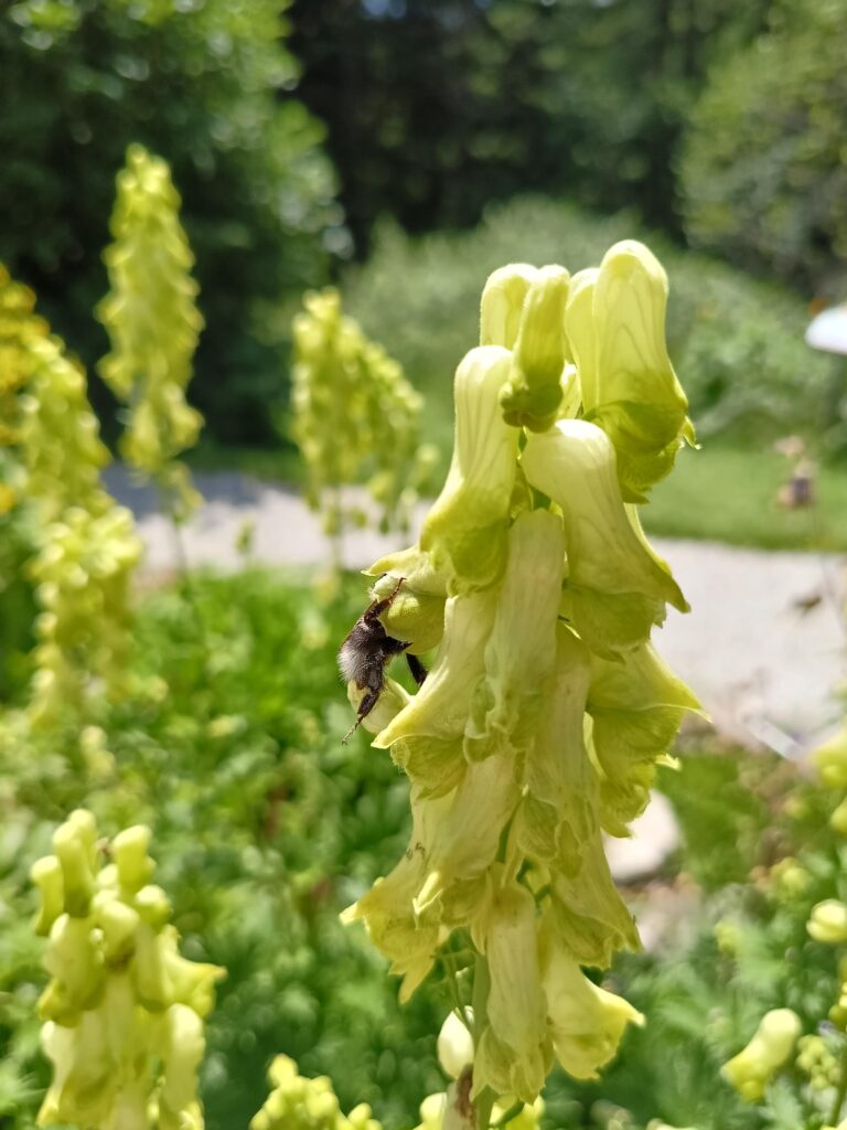 Giardino per api e farfalle_Floricoltura Roncador_2