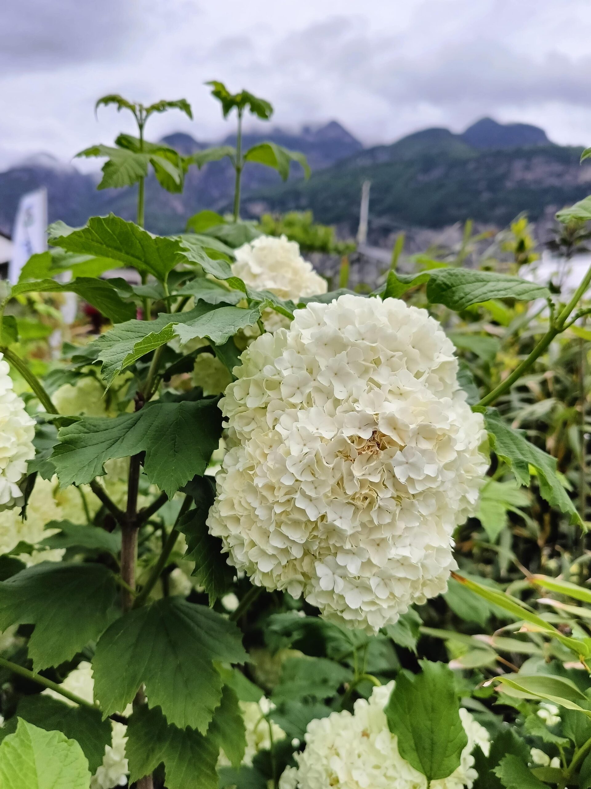 Viburnum opulus, pianta della settimana dal 12 al 18 maggio