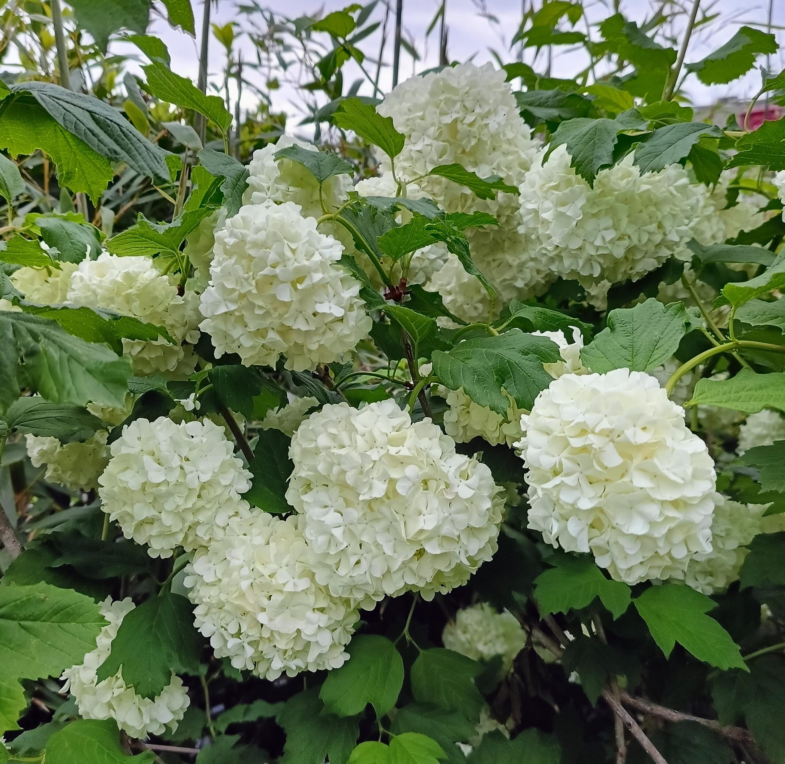 Viburnum opulus_Floricoltura Roncador Valentino_2