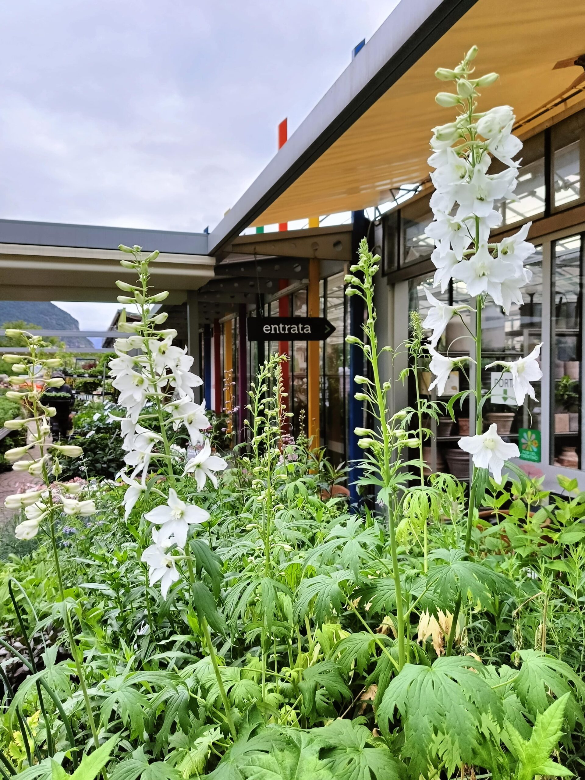 Delphinium Pacific Galahad_Floricoltura Roncador Valentino_2