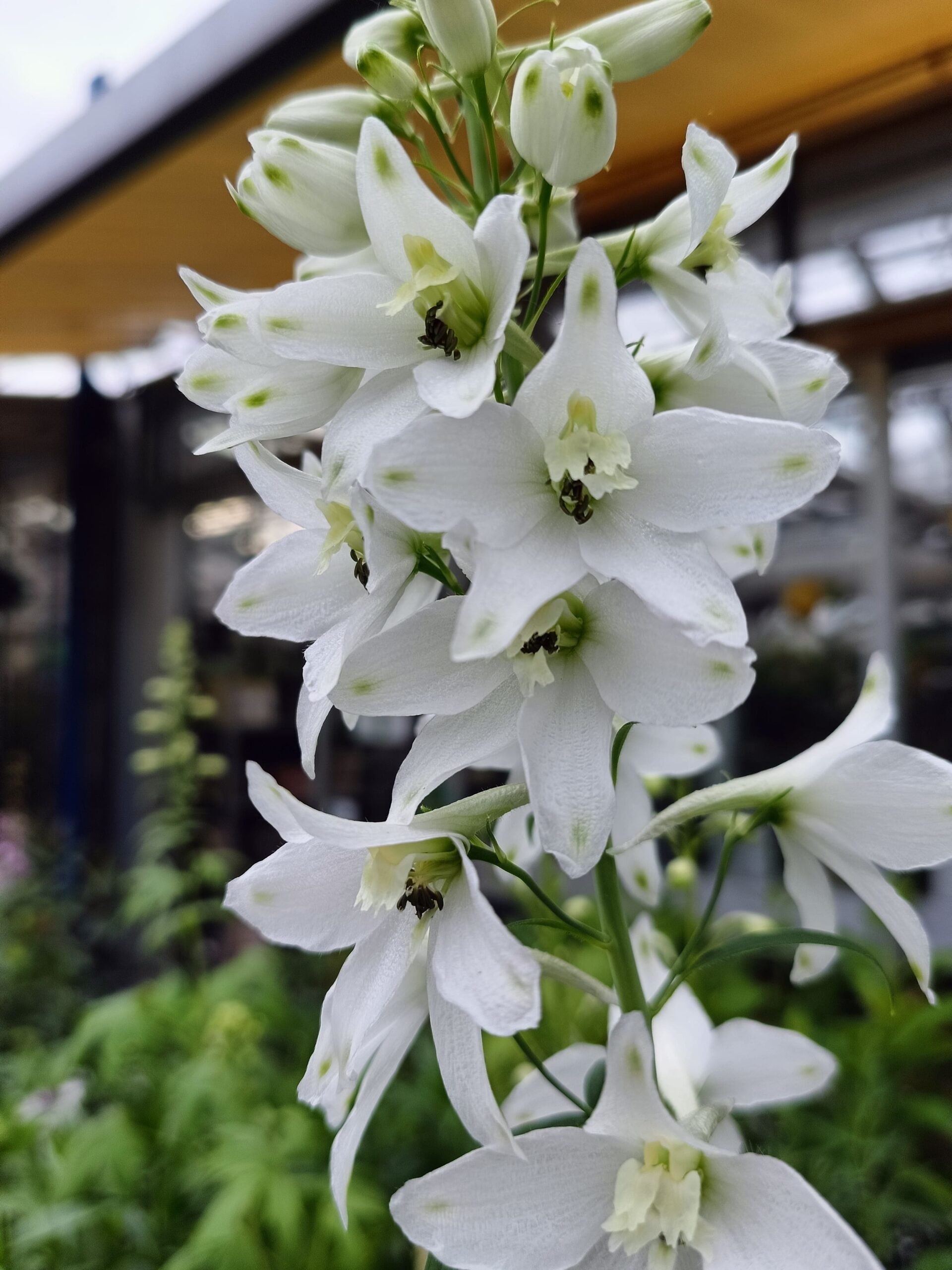 Il bianco che sta bene su tutto: Delphinium Pacific “Galahad”, purezza e classe in giardino