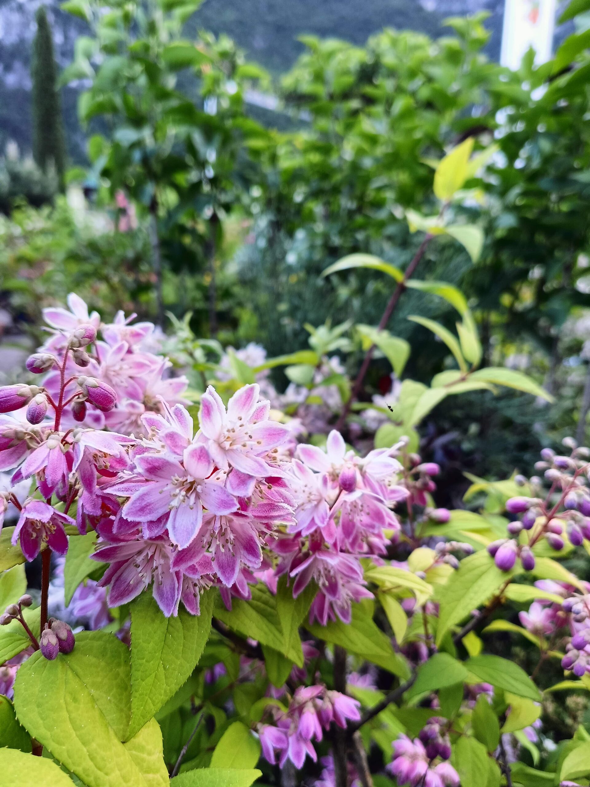 Deutzia_Strawberry Fields_Floricoltura Roncador_3