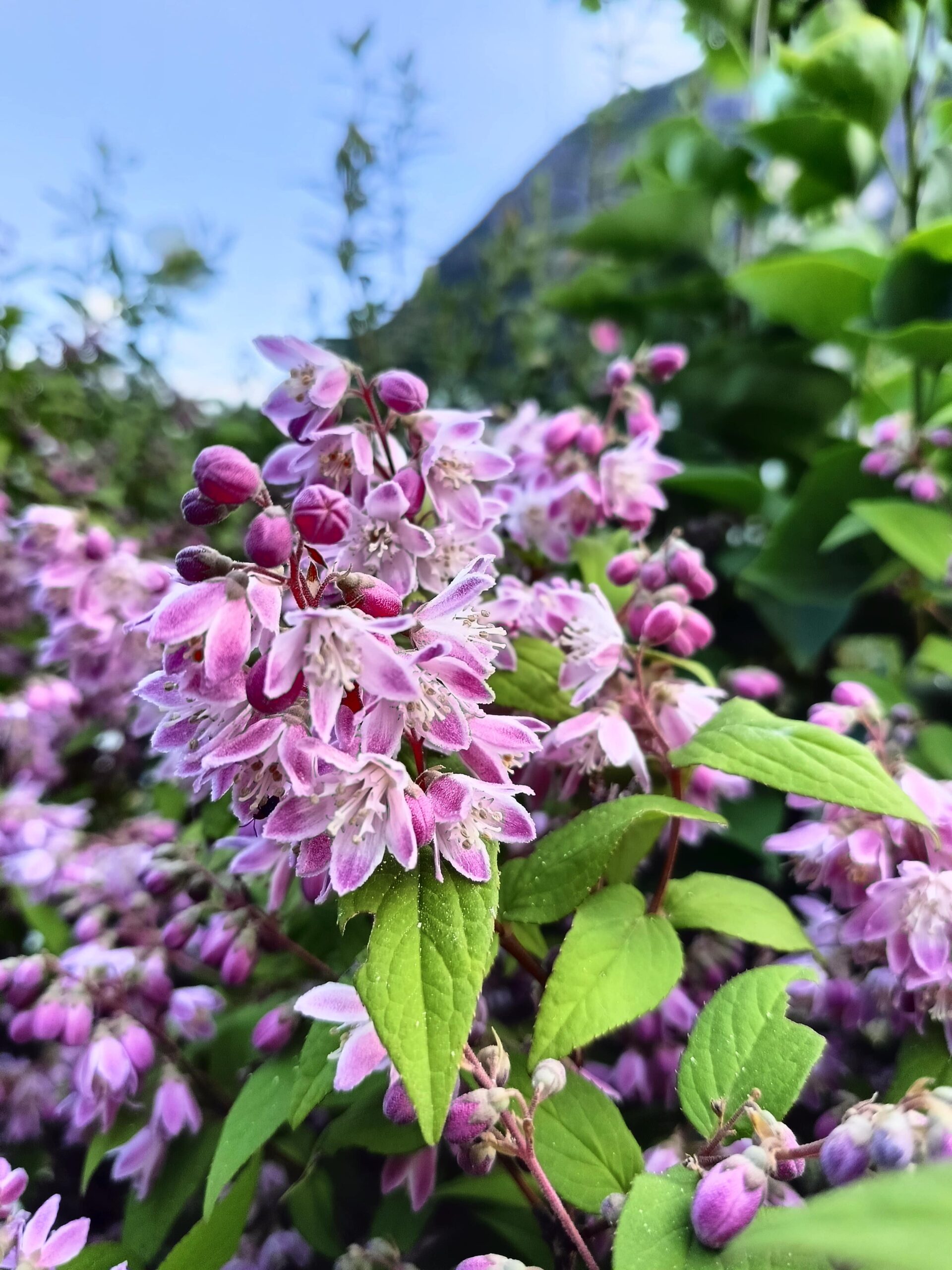 Deutzia “Strawberry Fields”, pianta della settimana dal 19 al 25 maggio