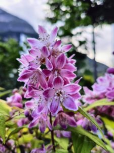 Deutzia_Strawberry Fields_Floricoltura Roncador_2