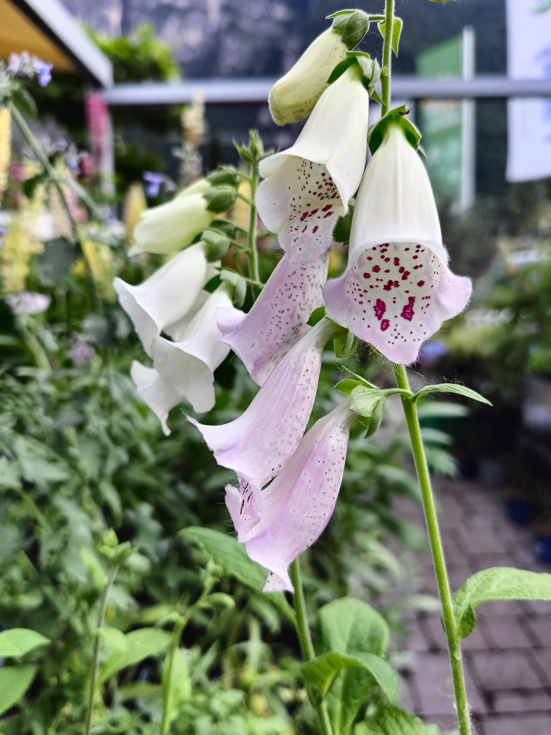 Digitalis purpurea_Floricoltura Roncador Valentino_2