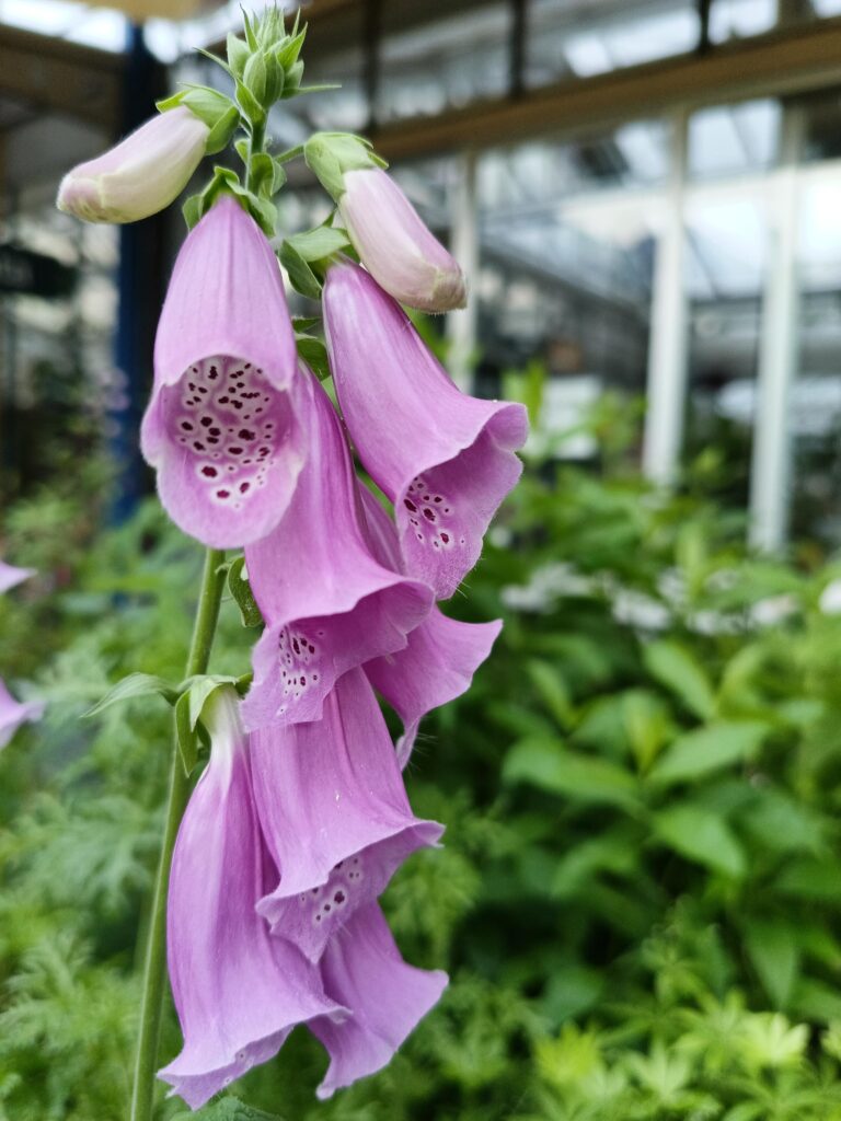 Digitalis purpurea_Floricoltura Roncador Valentino_1