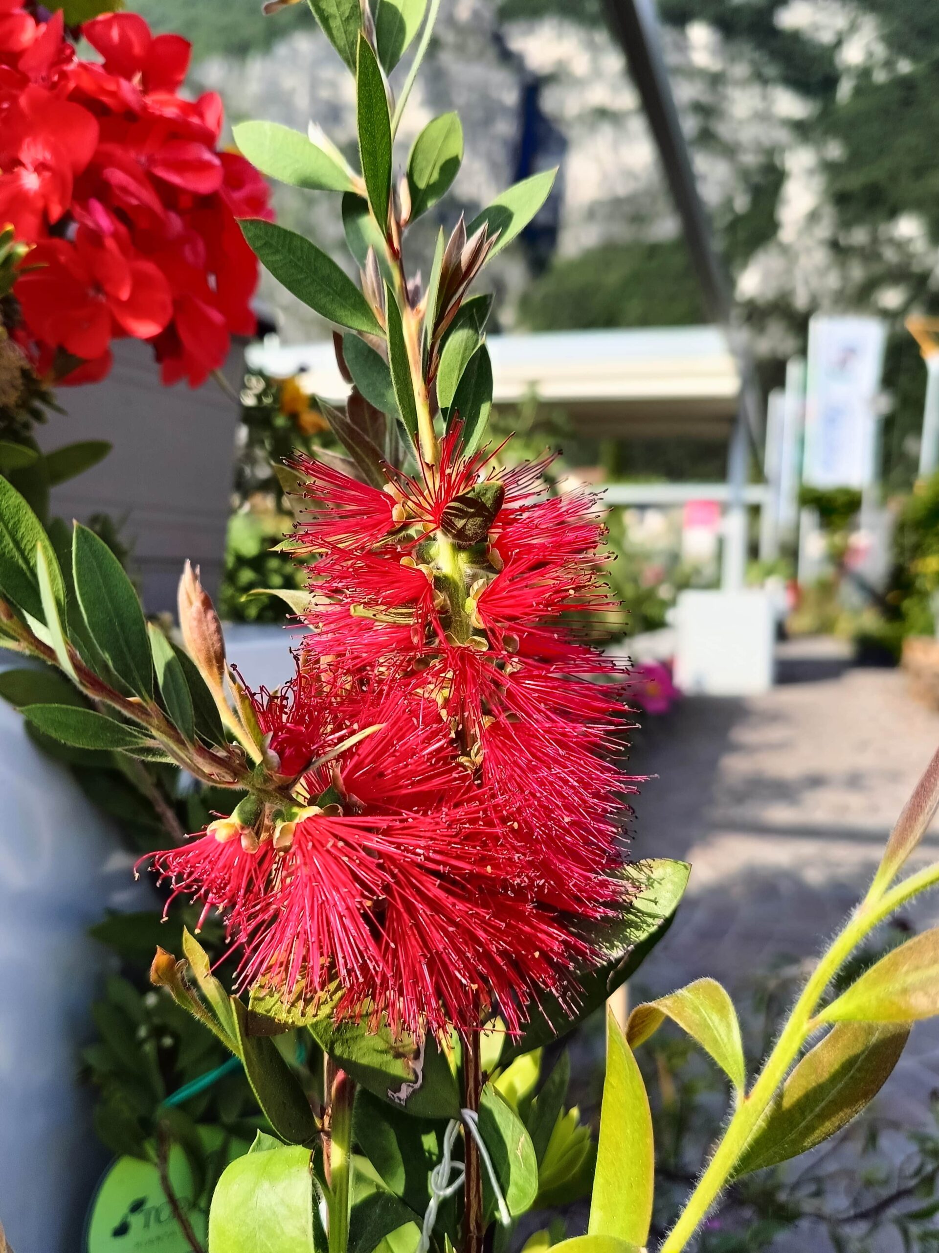 Callistemon citrinus: pianta della settimana dal 26 al 31 maggio