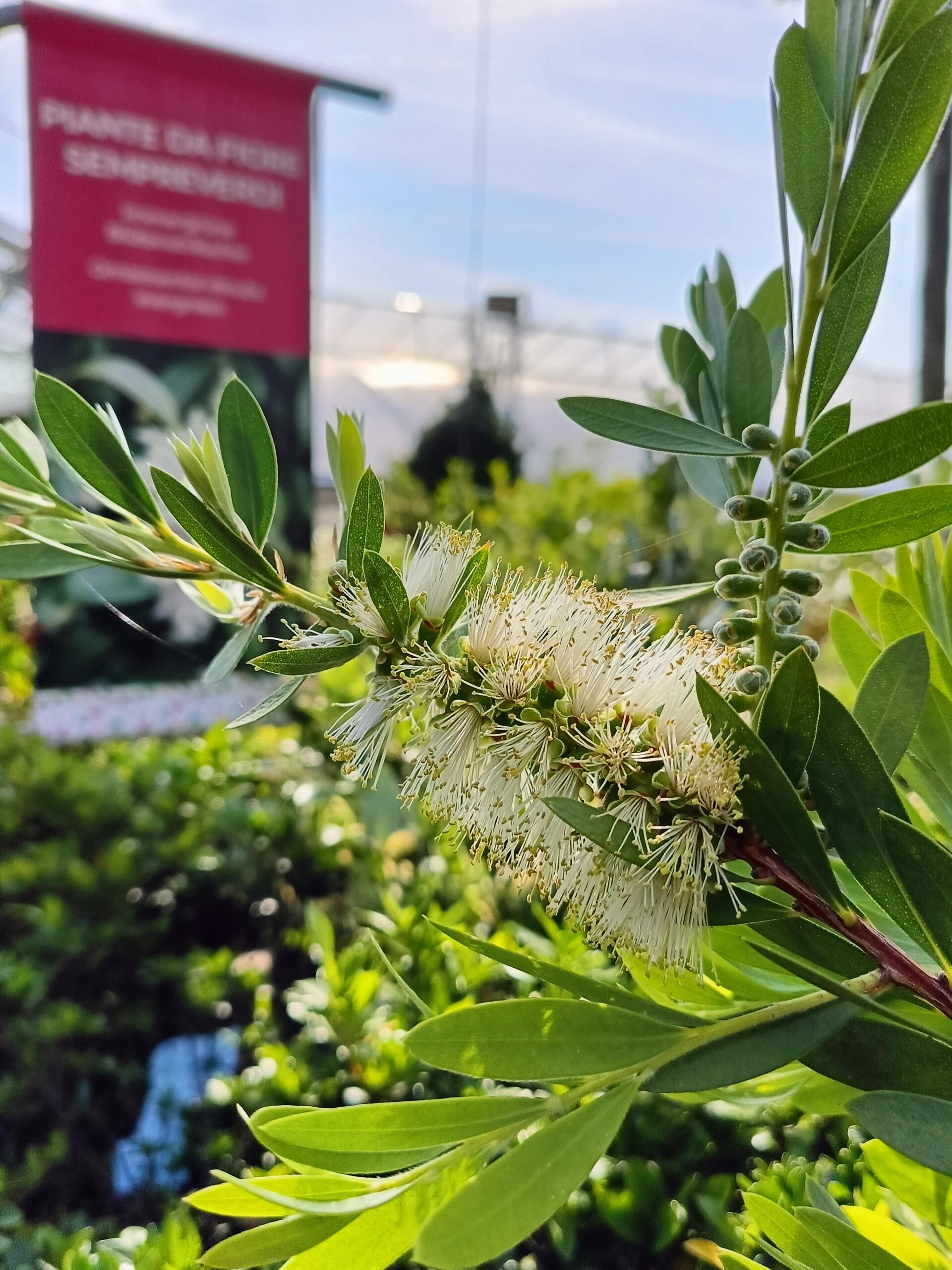 Callistemon citrinus_Floricoltura Roncador Valentino_2