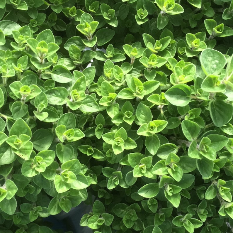 Un tocco di verde, un soffio di pace: alla scoperta dei prodigi della maggiorana